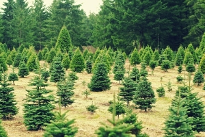 Getting a Fresh Cut Christmas Tree? Check Out These Tips!
